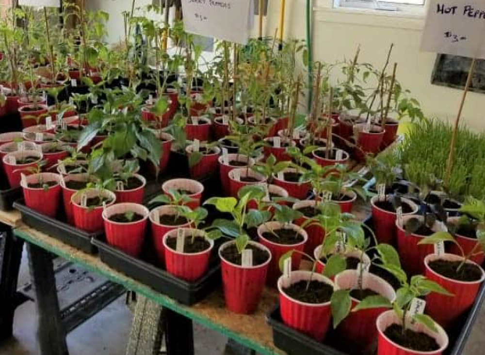 Plants for Fair Plant Stall Want Pots?