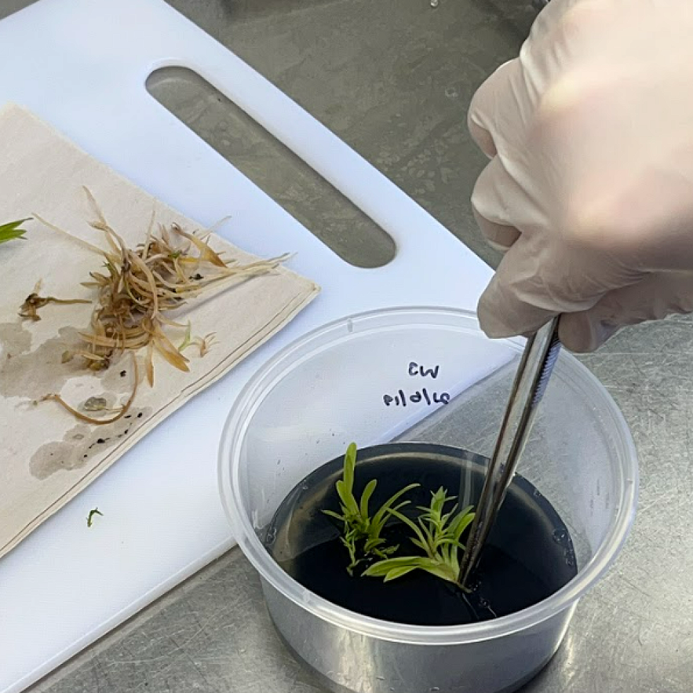 "TestTube" Cloning of Baby Orchids