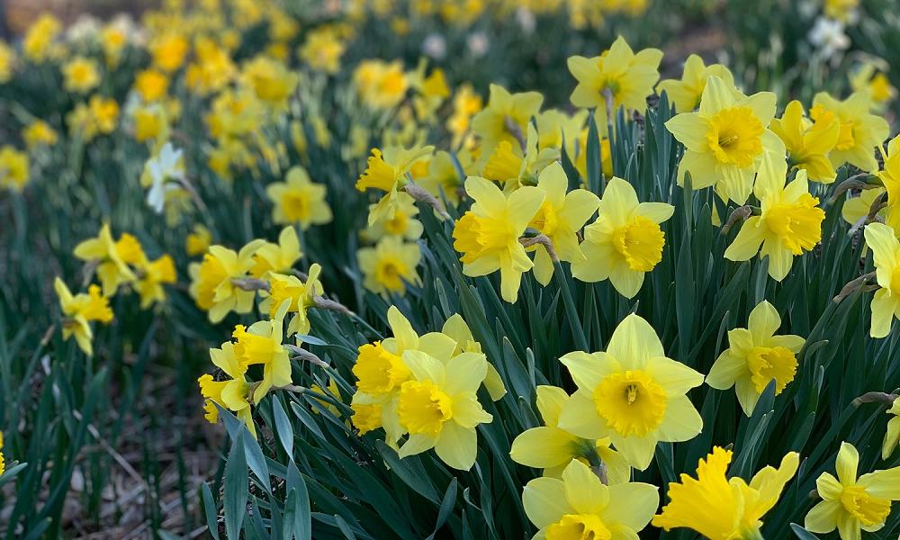 Daffodil Day 2022 Friday 26th August 2022