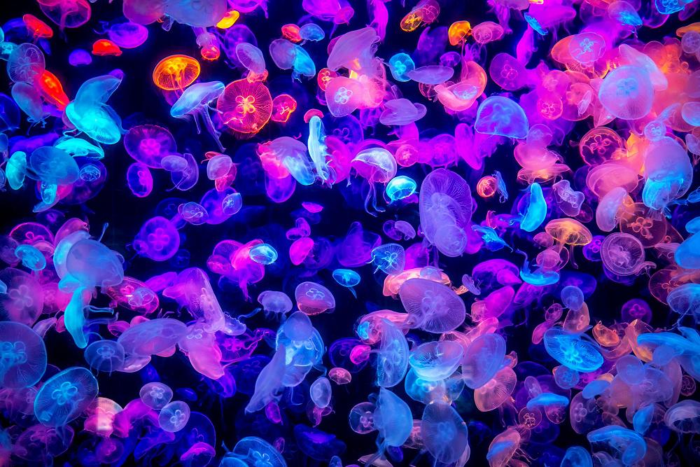 How do Jellyfish sting?