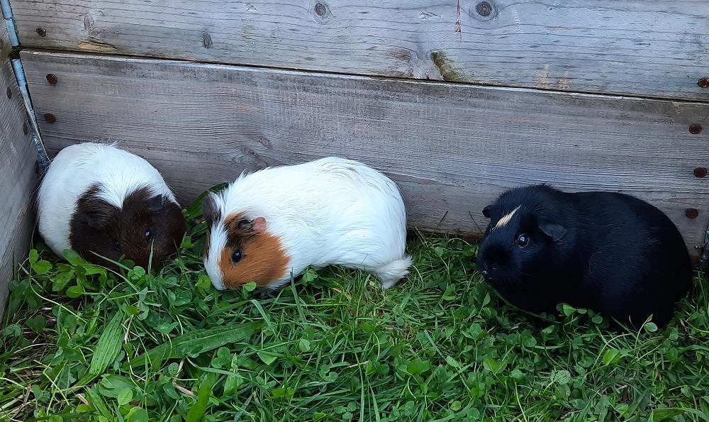Guinea pig sitters required.
