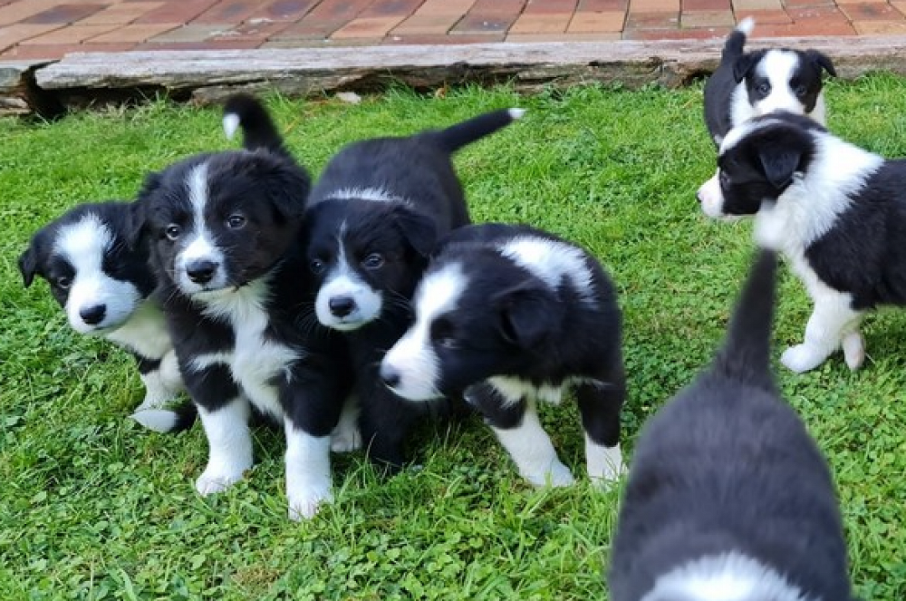 Border Collie Puppies for Sale