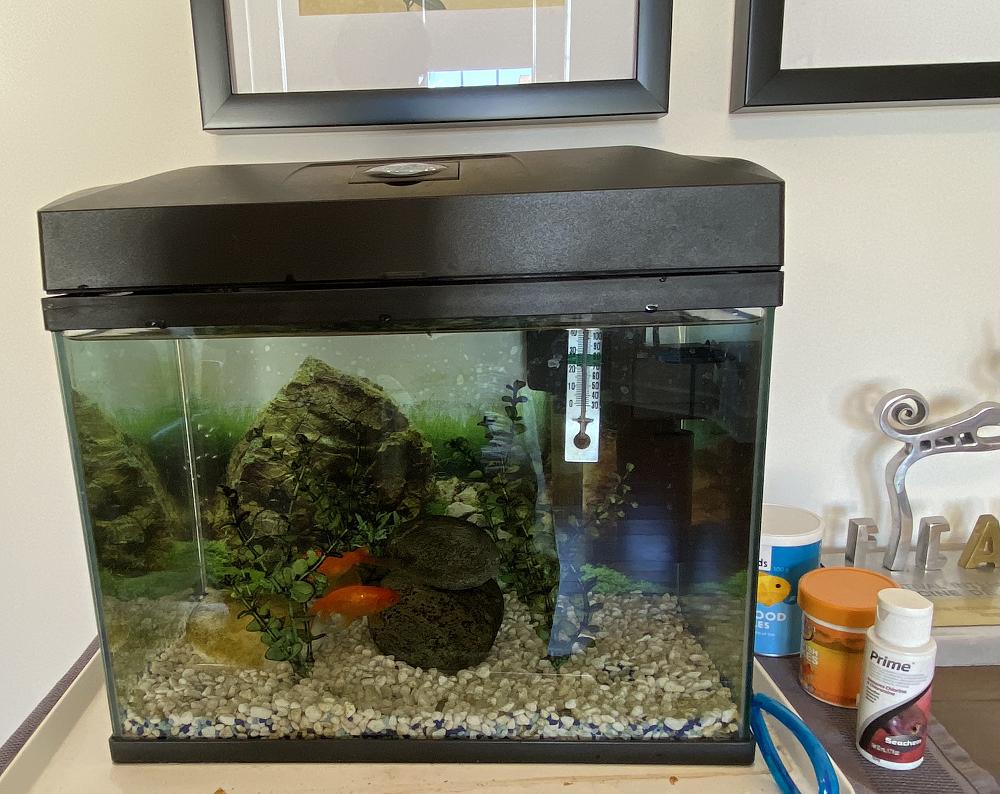 Rescuing the Science Lab fish