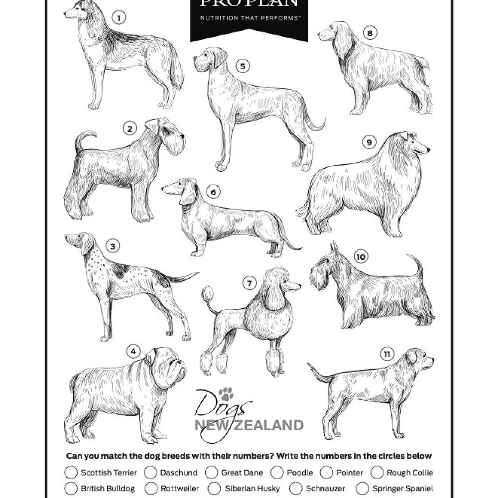 The North Canterbury Kennel Association annually holds a series of