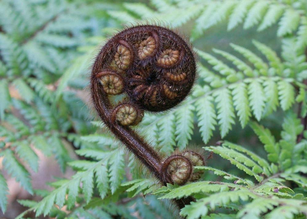 Term 4 Whānau hui