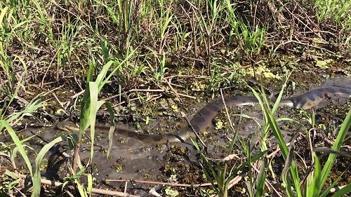 Gumboots anaconda clearance