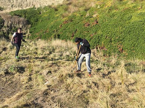 Planting for Penguins