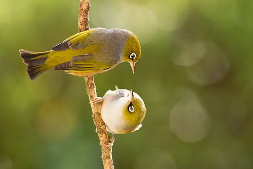 Silvereye on kowhai