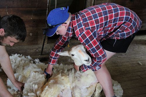 PIA class shearing with Phil and Allan Oldfield