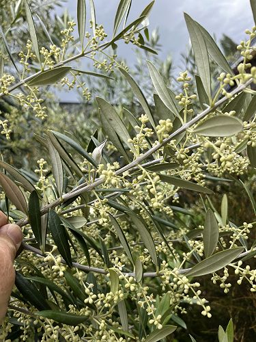 Flowers just about to bloom in 9th December