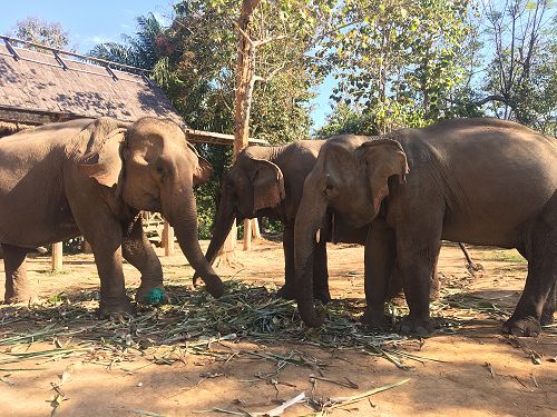 Getting up and close and personal with some elephants.