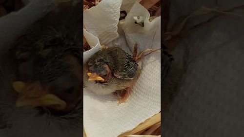 Video: art room wax eye