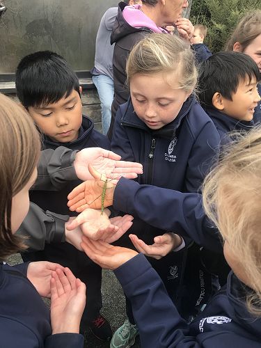 Perfect weather for getting up close and personal with some stick insects