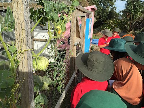 Learning to care for the chickens