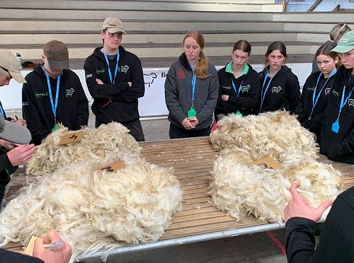 Future Sheep Competition