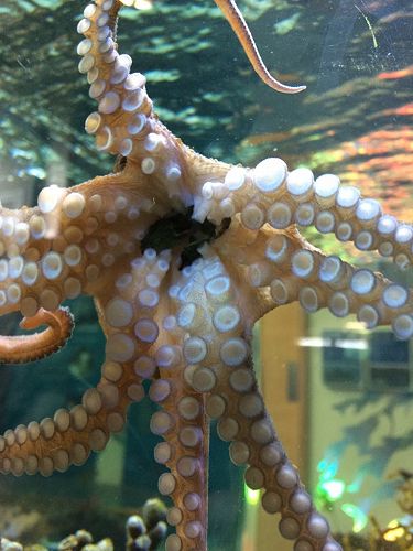 A very frightened crab