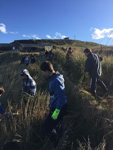 Planting for Penguins