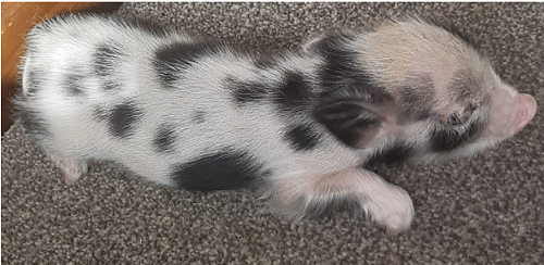 This is Voldemort (our bottle fed house pig… now almost 3 weeks old)Sleeping (not dead)