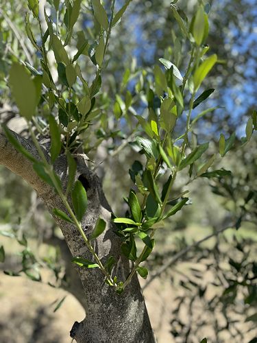 New vegetative sprouts from a latent bud. Olives can be ferocious growers.