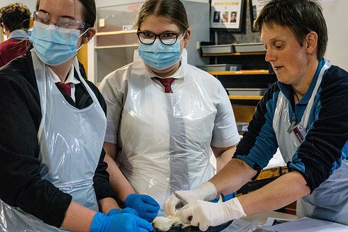 Penguin Dissection in Biology