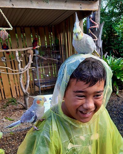 Northland Term 1 KIT Day Richard Tautari-Tuhakarain, The Parrot Place