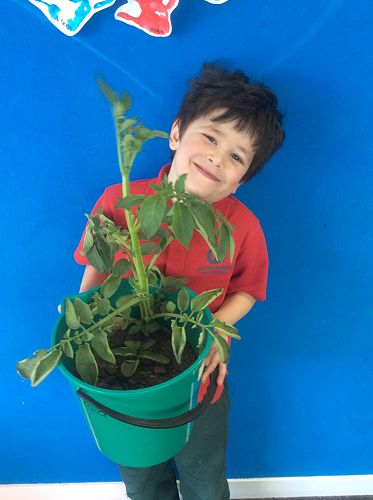 Michael's potato has grown so big.