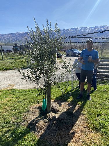 Young Tree before pruning