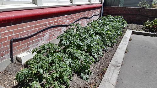 What's Growing in Term 4 2018