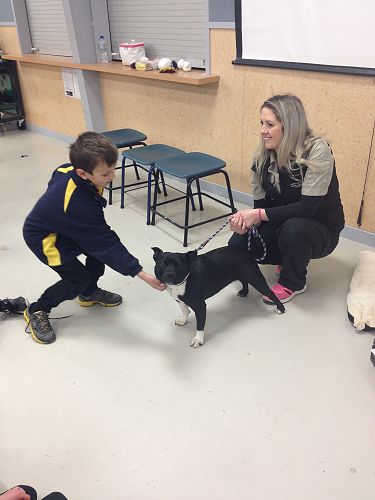 Harper Parker meeting Stevie the dog
