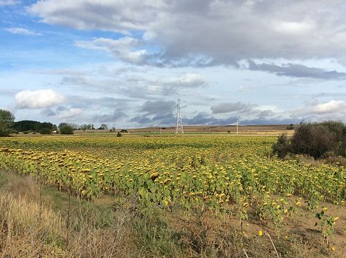 Day 11 Sunflowers along the way into Fromista