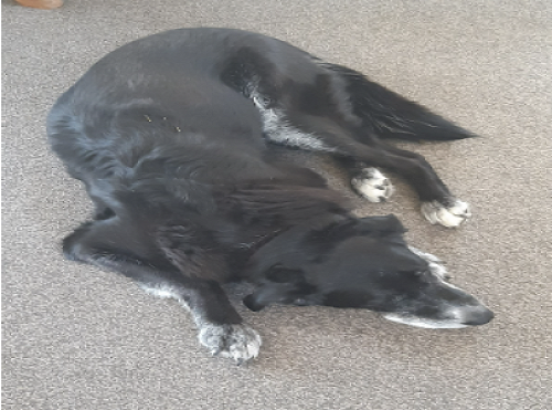 Our black lab/collie Tink 14 years old