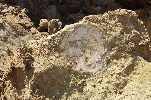 An oyster shell found embedded in the limestone.