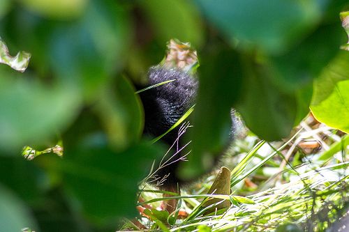 Treated to half an Takahe chick today!