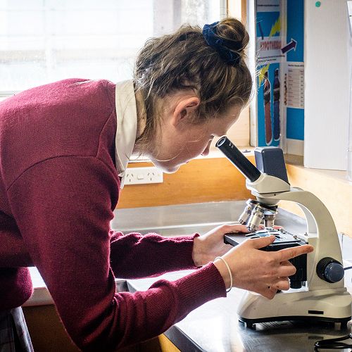 Penguin nasal mite class