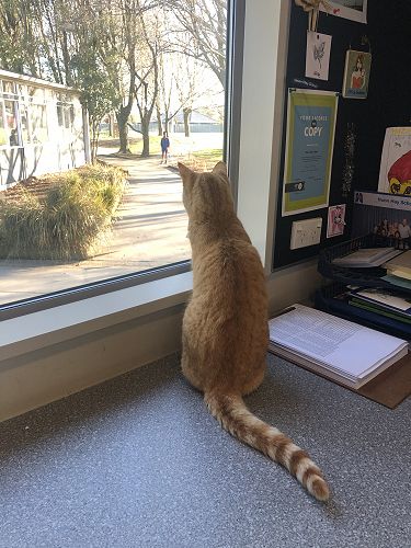 Watching children arrive at school