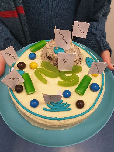 Biology Cell Competition