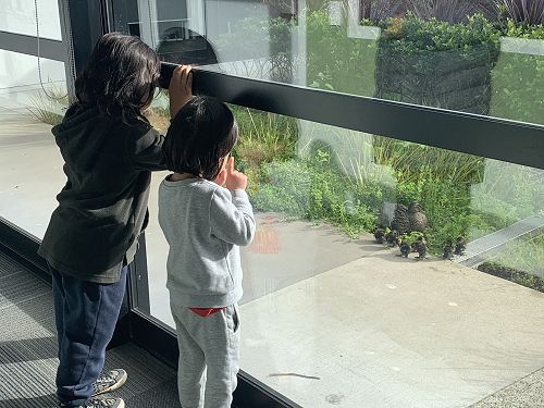 Visiting the baby ducks