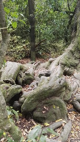 Riccarton House & Riccarton Bush - Team Harakeke - 2017