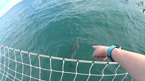 Video: Dolphins!