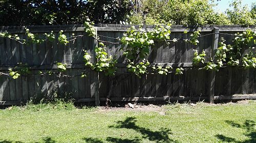 What's Growing in Term 4 2018