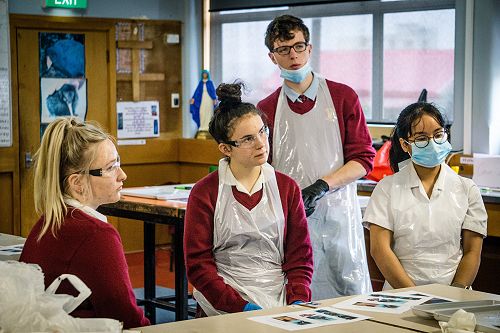 Penguin nasal mite class