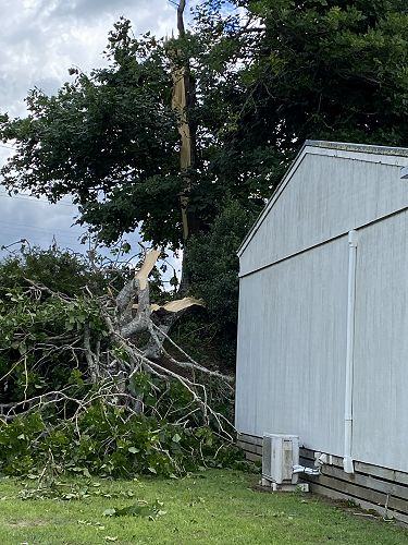 Tree damage