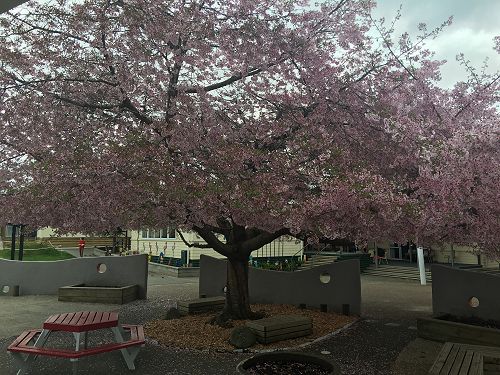 Our beautiful Cherry Blossom (Bert) in the koru garden outside the library - a sight to behold.