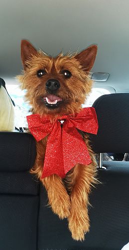 Pet Photo: Junior School 3rd Place - Connor and Archie Sinclair