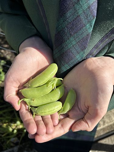 Snow Peas for morning tea