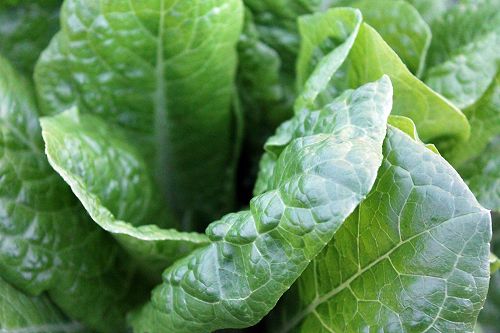 Leafy Lettuce