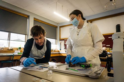 Penguin nasal mite class