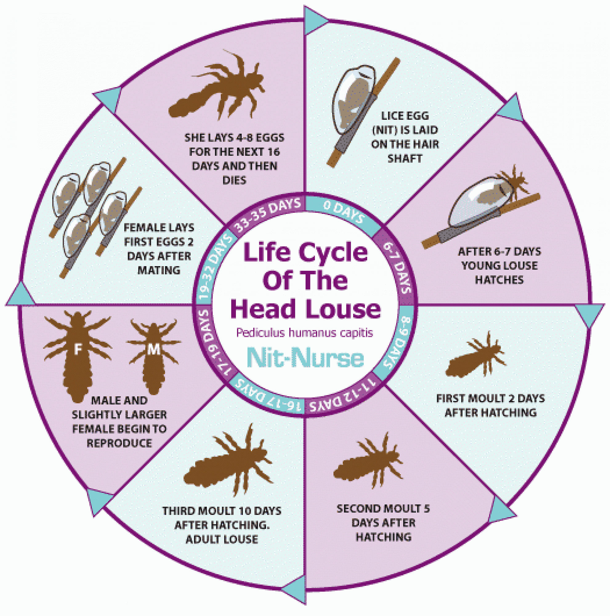 Life Cycle Of Head Lice Diagram