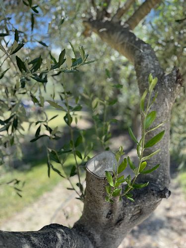 Olive trees are basotronic so push new growth our from the base of cut or branch usually coming from latent buds hidden in the old wood.