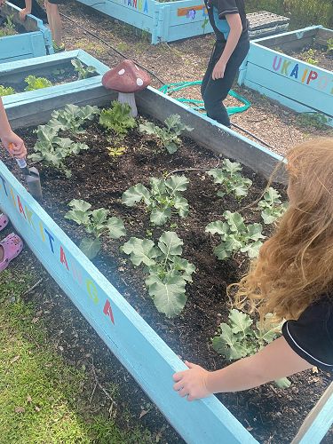 Our māra is growing and thriving!